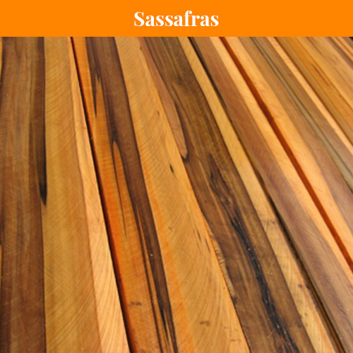 Sassafras Sassafras