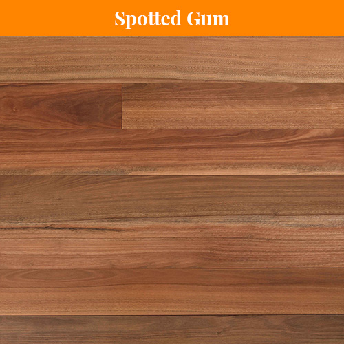 Spotted Gum Spotted Gum